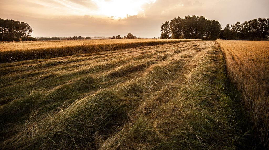 landscape-nature-field-italy