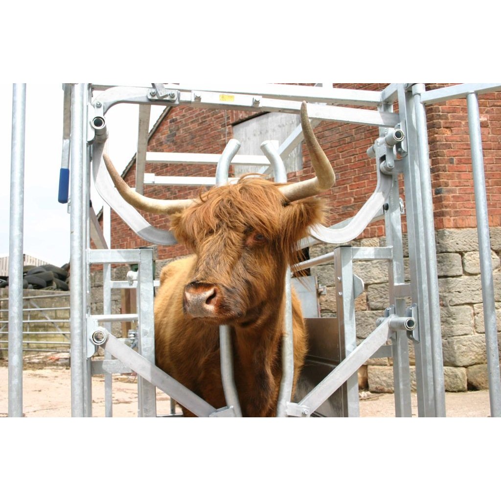 IAE Highland fikseerimispuur sarvedega lehmaga IAE Highland fikseerimispuur sarvedega lehmaga