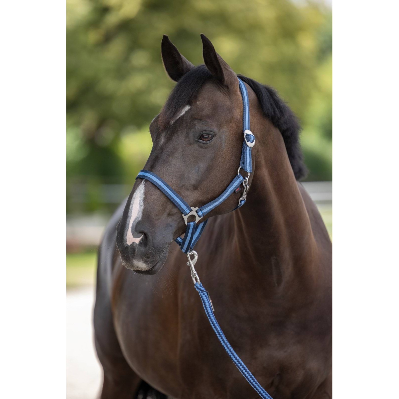 kerbl-pz-05-5030-1 Horse halter Hippo, navy blue/blue, Covalliero