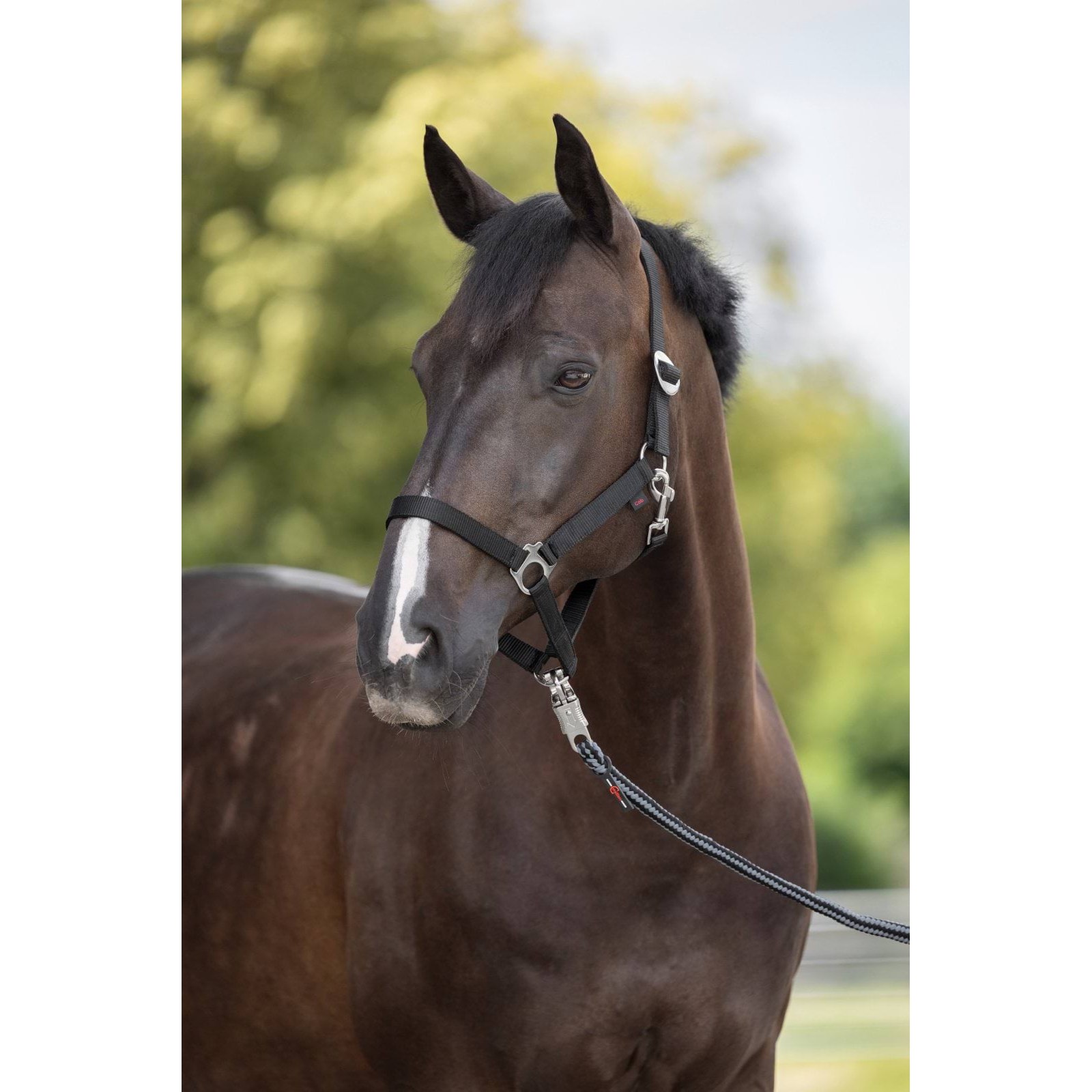 kerbl-pz-3222123-1 Hippo horse halter, black, Covalliero