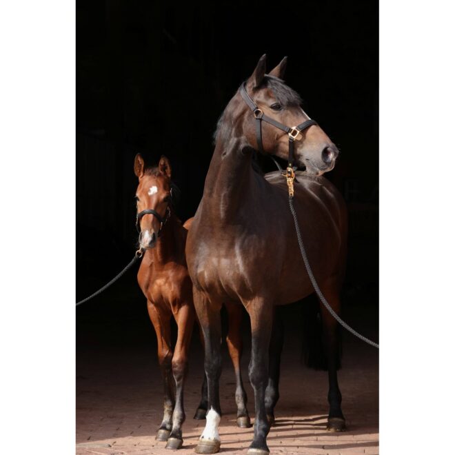 Covalliero TopLine päitsed, must – pilt 2