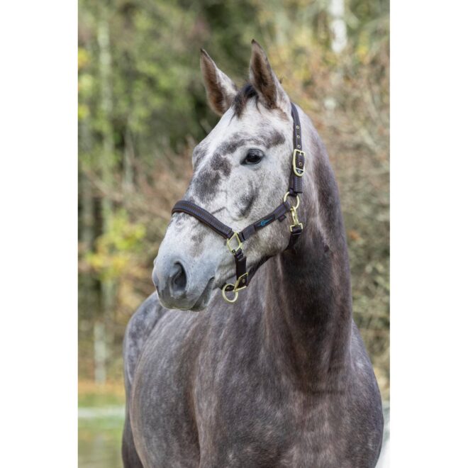 Covalliero Royal päitsed, pruun/helesinine – pilt 2