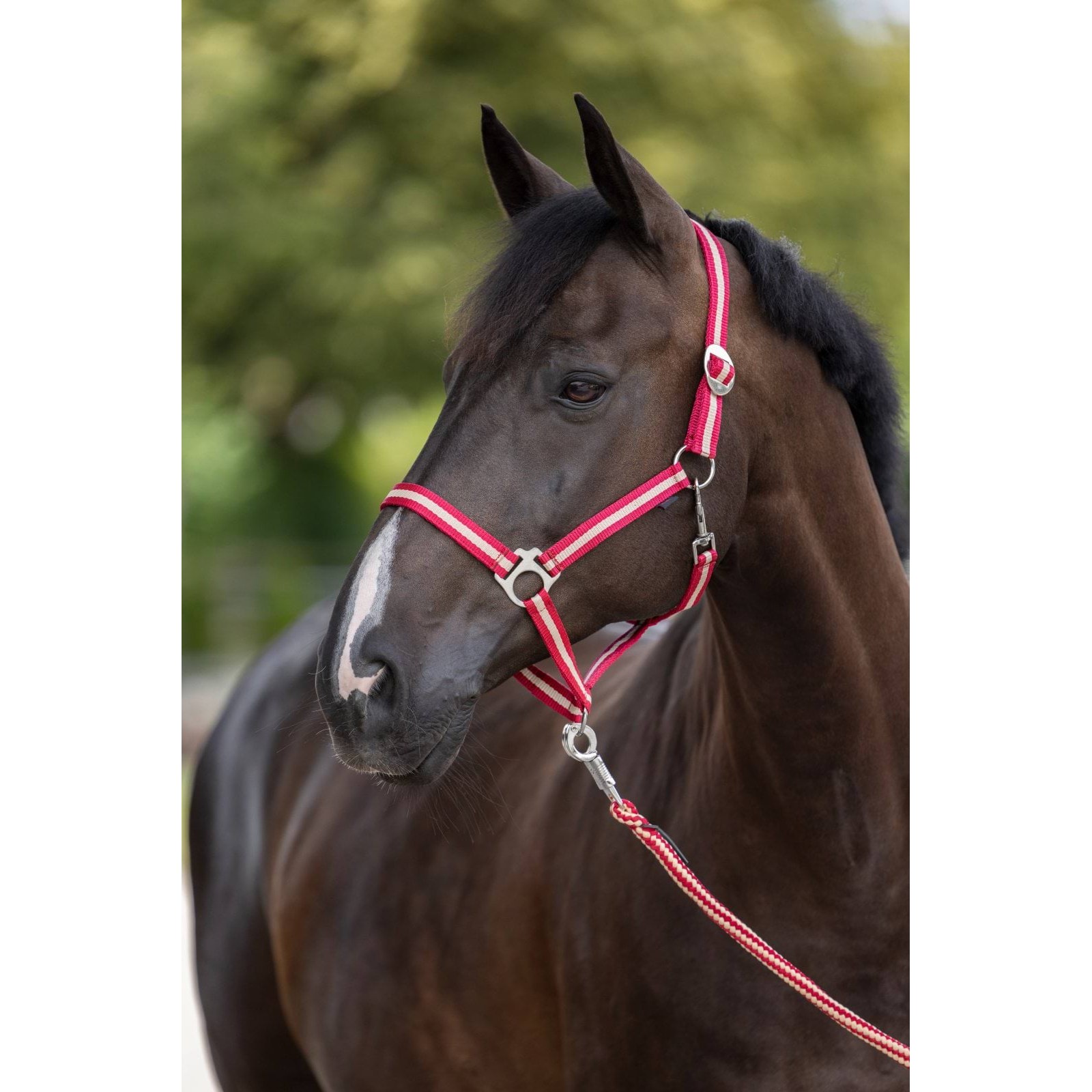 kerbl-pz-328259-1 Hippo horse halter, burgundy/beige, Covalliero