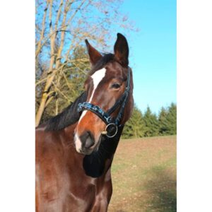 Leather horse cavesson, black, Covalliero